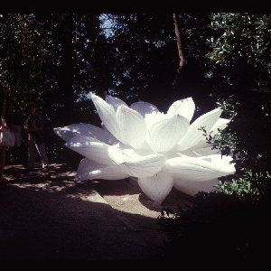 Choi Jeong Hwa, White Lotus, 2005