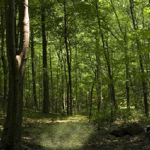 Janet Cardiff and George Bures Miller, Mallin's Night Walk (Cephalus and Procris), 1998