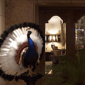 Nancy Fouts, Peacock in War Bonnet, 2017